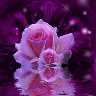 Purple roses images