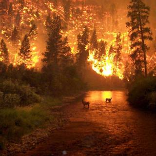 Forest fire wallpaper