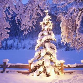 Snowy trees wallpaper