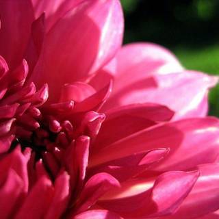 Pink color pink wallpaper