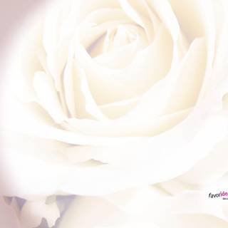 Free wedding background images