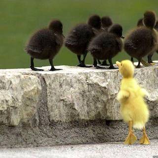 Cute baby animal wallpaper