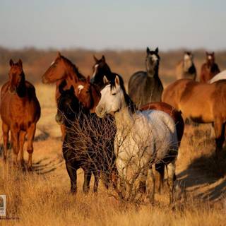 Horse desktop backgrounds free