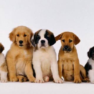Free puppy wallpaper for computer