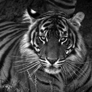 Black and white tiger pictures