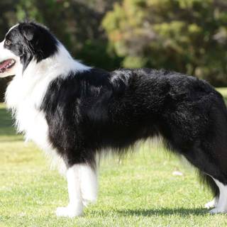 Border Collie wallpaper