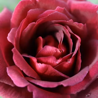 Beautiful red rose