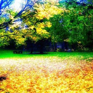 HD wallpaper downloading