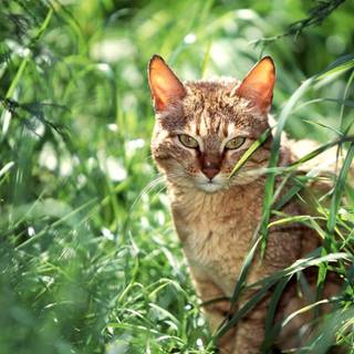 Most popular wallpaper