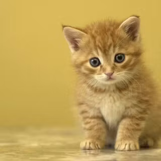 Backgrounds of animals