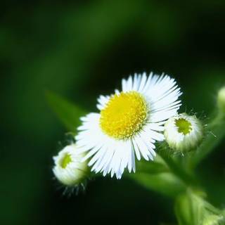 Wallpaper flowers desktop