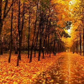 Autumn wallpaper pictures