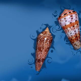 Sea shell wallpaper