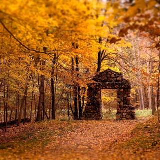 Beautiful fall backgrounds