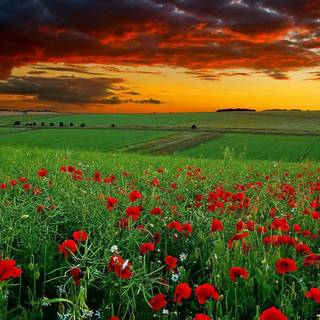 Download image nature