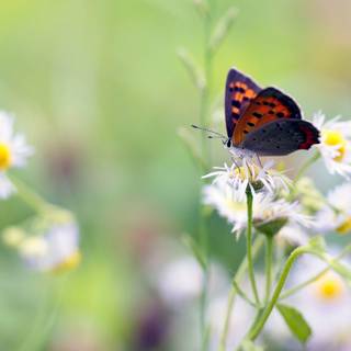Flowers and butterfly pictures