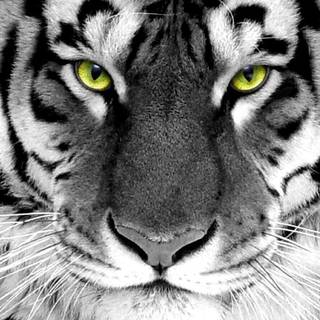 Tiger wallpaper free