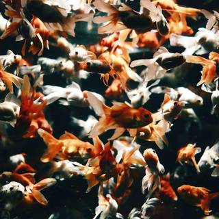 Goldfish wallpaper