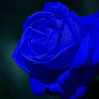 Free blue rose wallpaper