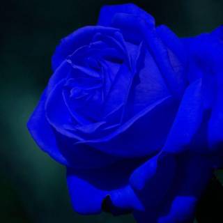 Free blue rose wallpaper