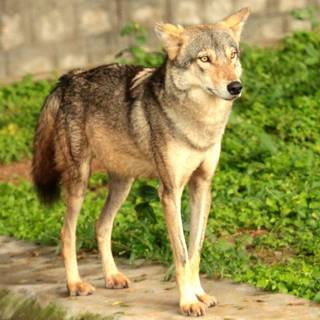 Indian wolf pictures