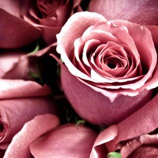 Roses wallpaper for desktop