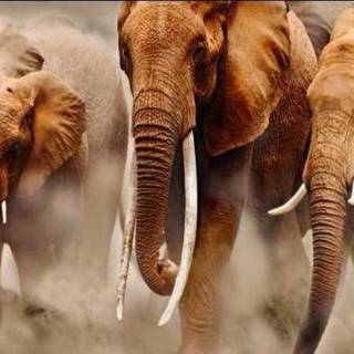 African elephant wallpaper