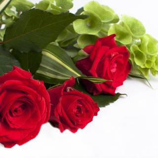 Download picture of roses