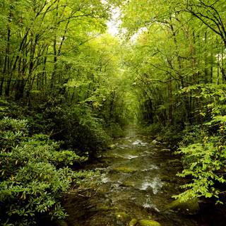 Nature forest wallpaper