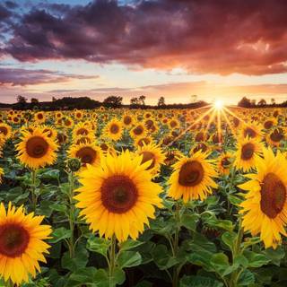 Sunflower screensaver