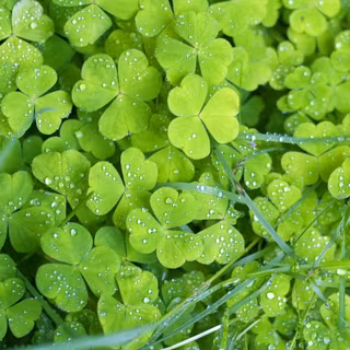 Irish desktop wallpaper