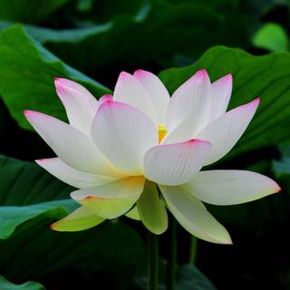 Lotus flower wallpaper