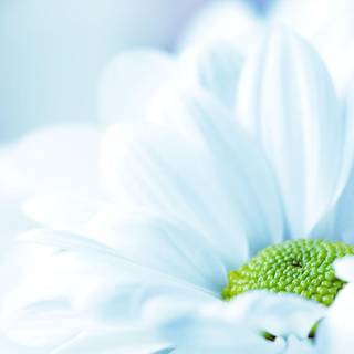 Wallpaper flower pictures