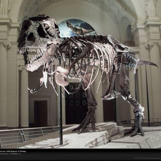 Wallpaper Tyrannosaurus Rex