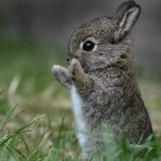 Cute bunny backgrounds