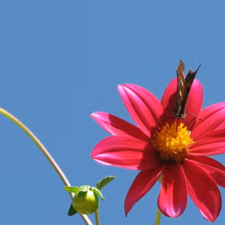 Wallpaper flowers desktop