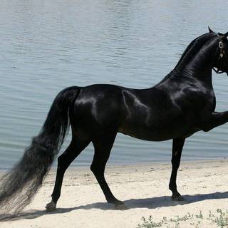 Picture of black horse
