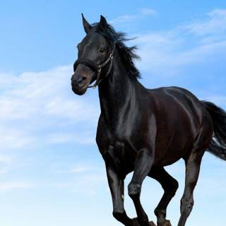 Horse wallpaper