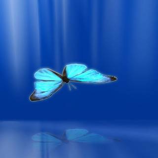 Blue butterfly wallpaper