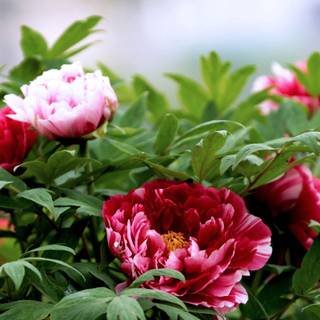 Peony flower wallpaper