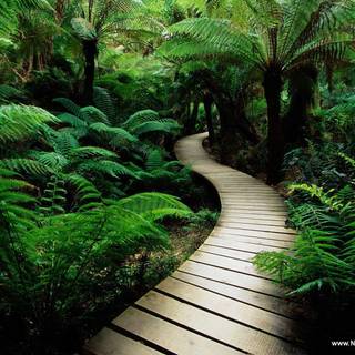 Free desktops backgrounds