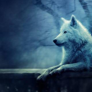 Lone wolf wallpaper