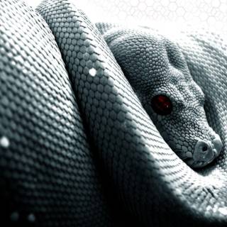 Snake wallpaper