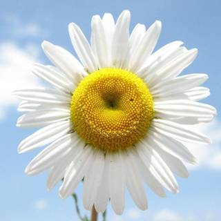 Daisy flower wallpaper