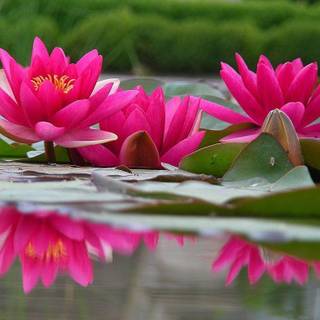 Desktop backgrounds flowers