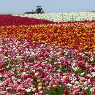 All pictures of flowers