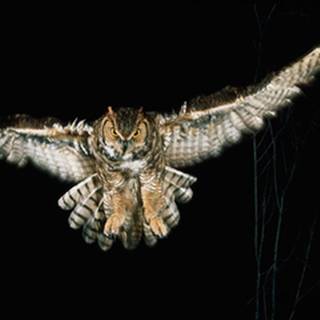 Owl wallpaper