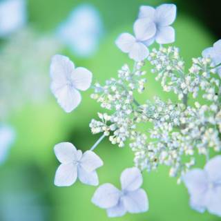 Wallpaper images of flowers