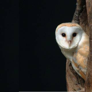 Owl wallpaper for computer