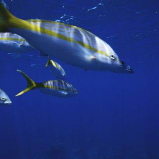 Live backgrounds for PC